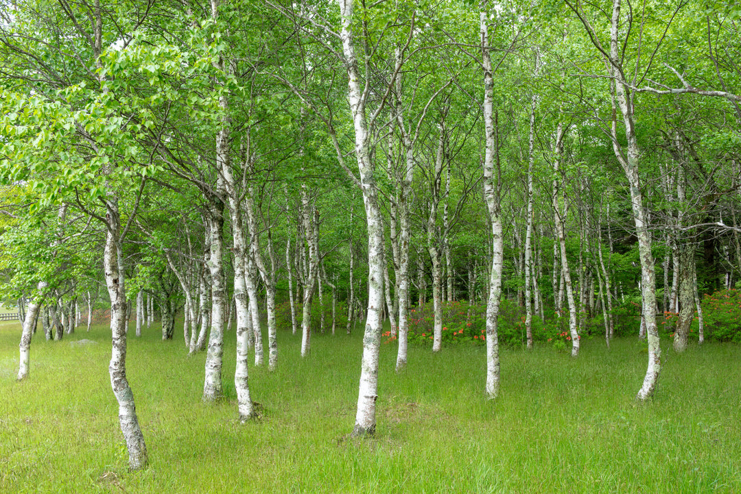 European white birch trees in a landscaped garden