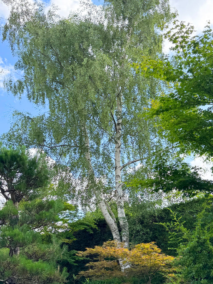 European white birch trees in a landscaped garden