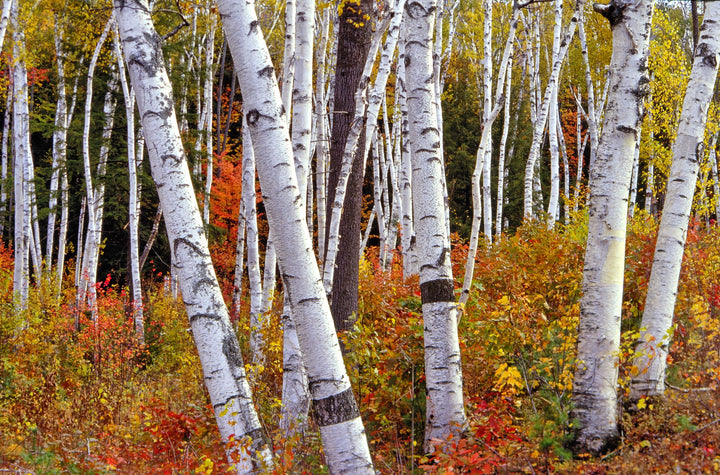 European white birch trees in a landscaped garden