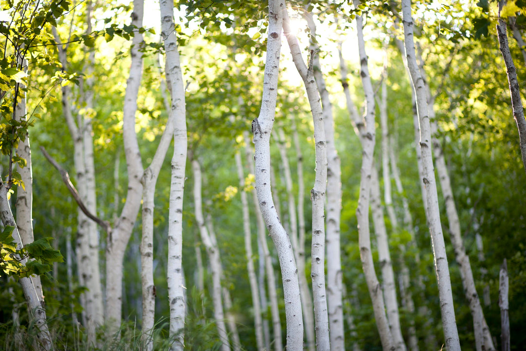 European white birch trees in a landscaped garden