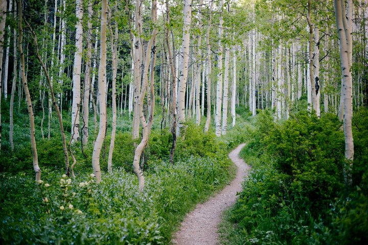 European white birch trees in a landscaped garden