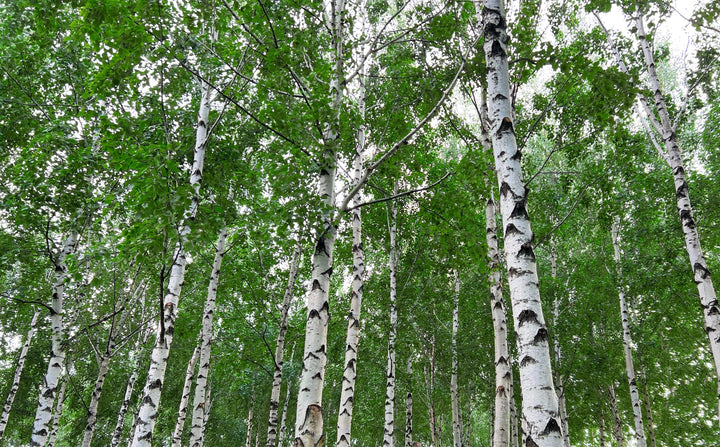 European white birch trees in a landscaped garden