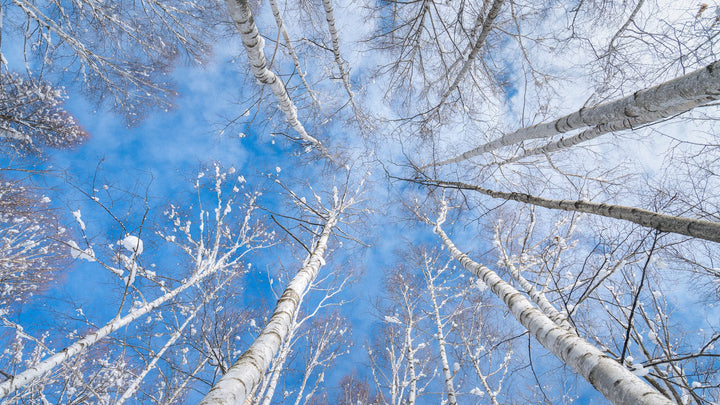 European white birch trees in a landscaped garden