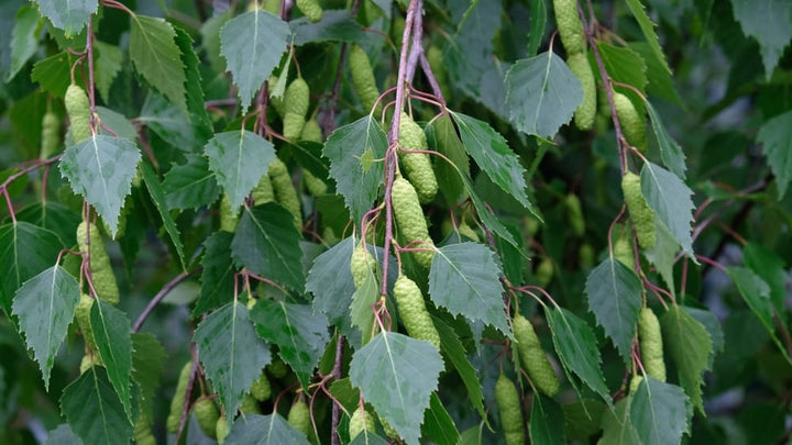 European white birch trees in a landscaped garden