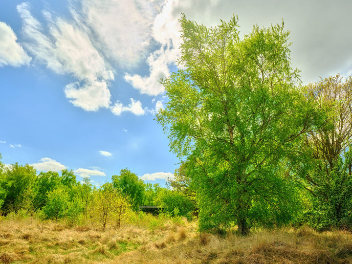 European white birch trees in a landscaped garden