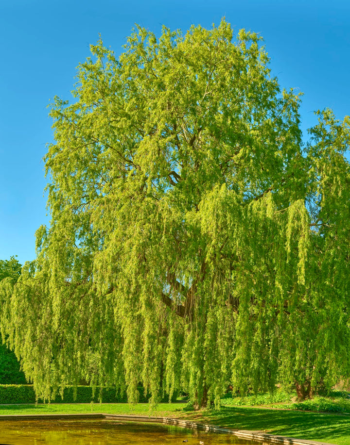 European white birch trees in a landscaped garden