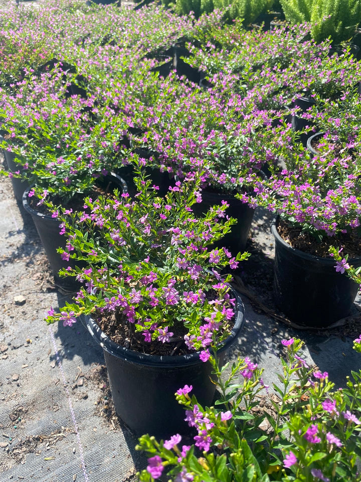  False Heather "Cuphea hyssopifolia" - 5 Gallon 