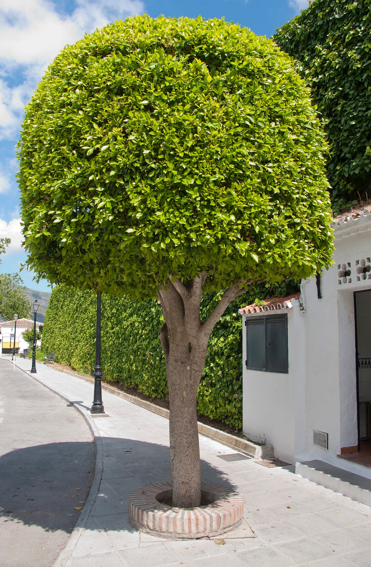 Indian Laurel Fig Tree for Sale | Ficus Nitida Trees