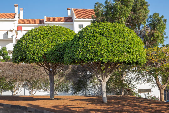 Ficus Nitida Tree Plant