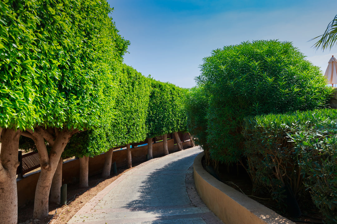 Ficus Nitida Indian Laurel Fig Tree