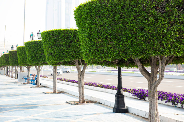 Ficus Nitida Indian Laurel Fig Tree