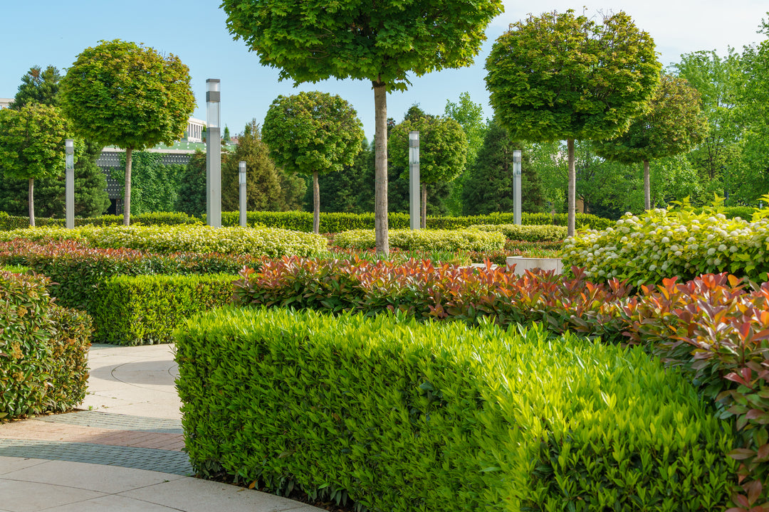 Ficus Nitida Indian Laurel Fig Tree