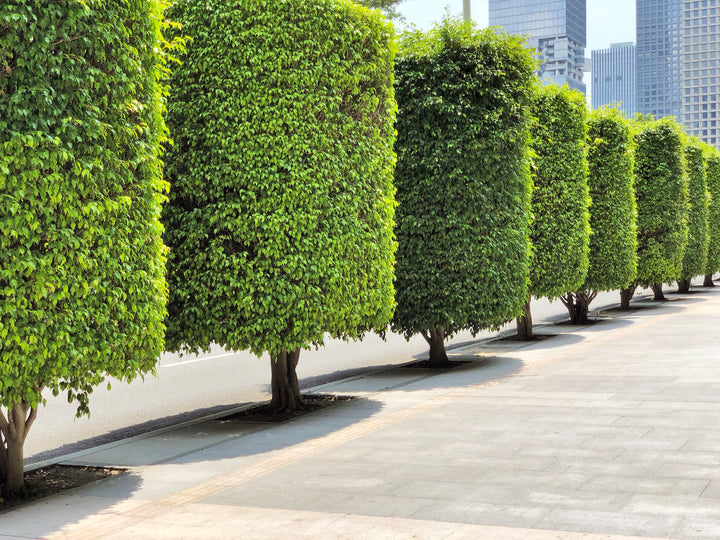 Ficus Nitida Indian Laurel Fig Tree