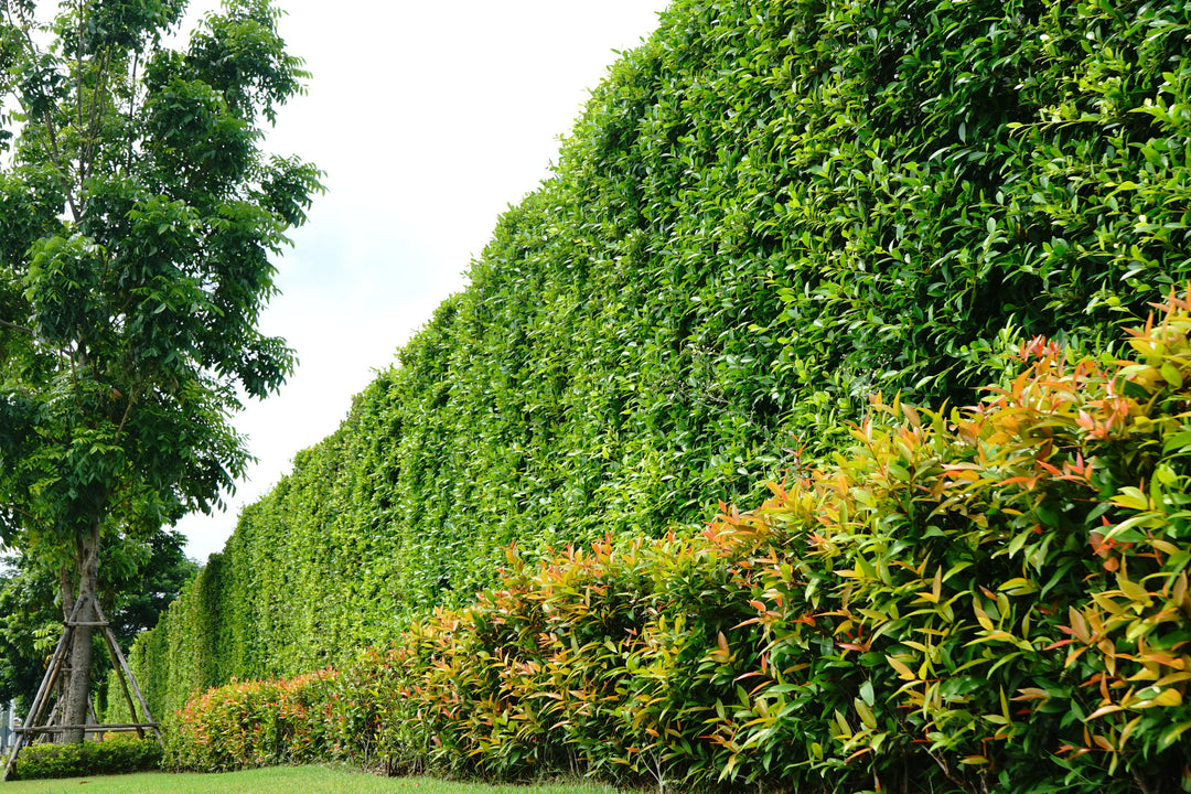 Hedge Column Ficus Nitida Indian Laurel Hedge - 15 Gallon Column – Plant Clearance