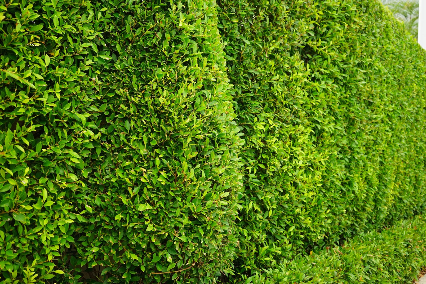 Hedge Column Ficus Nitida Indian Laurel Hedge - 15 Gallon Column – Plant Clearance