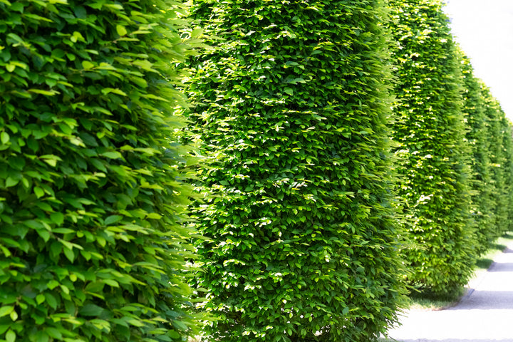 Ficus Nitida Indian Laurel Hedge