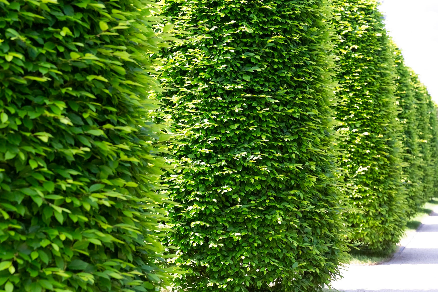 Hedge Column Ficus Nitida Indian Laurel Hedge - 15 Gallon Column – Plant Clearance