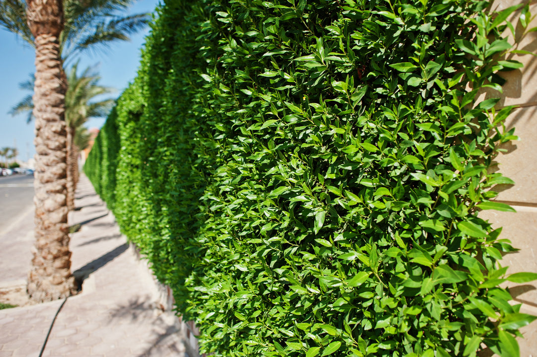Ficus Nitida Indian Laurel Hedge