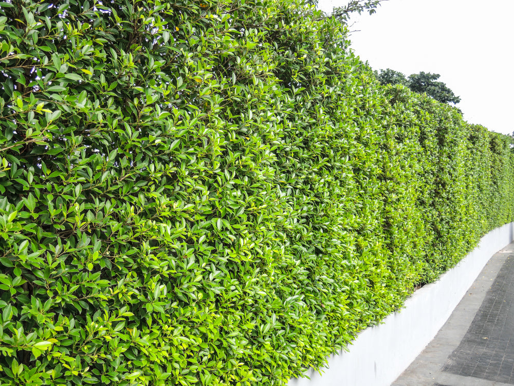 Ficus Nitida Indian Laurel Hedge