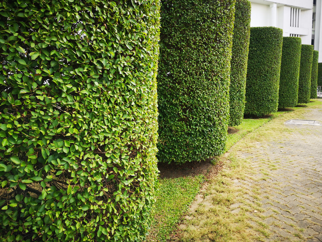 Ficus Nitida Indian Laurel Hedge
