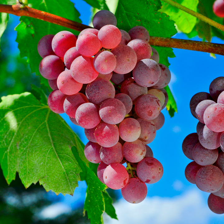 Flame Red Seedless Table Grape Vine - 5 Gallon