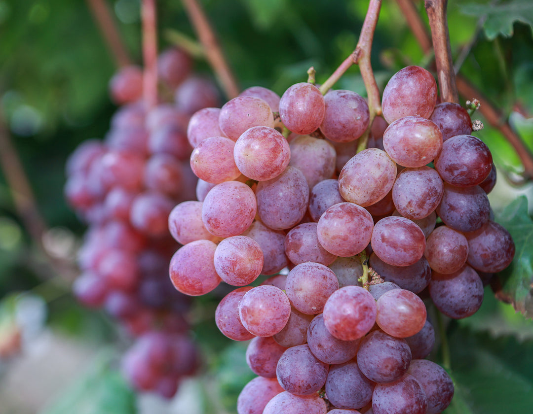 Flame Red Seedless Table Grape Vine - 5 Gallon