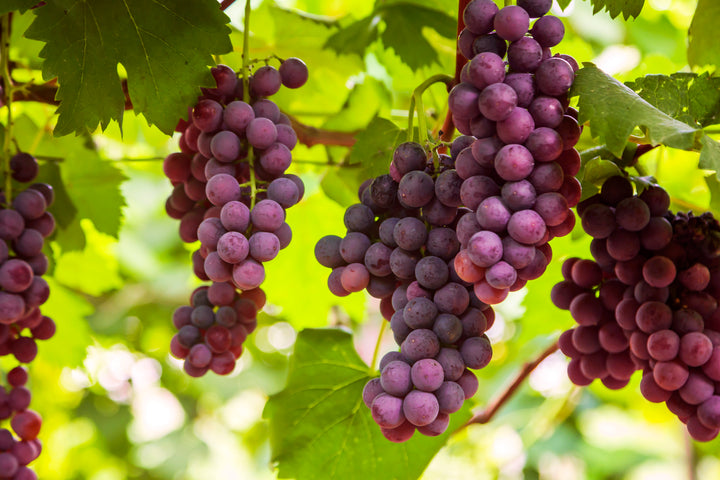 Flame Red Seedless Table Grape Vine - 5 Gallon