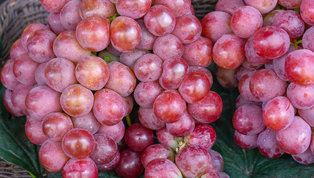 Flame Red Seedless Table Grape Vine - 5 Gallon