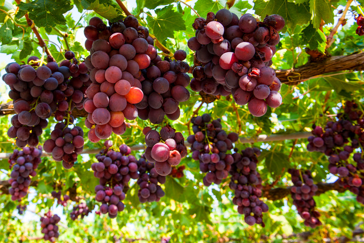 Flame Red Seedless Table Grape Vine - 5 Gallon