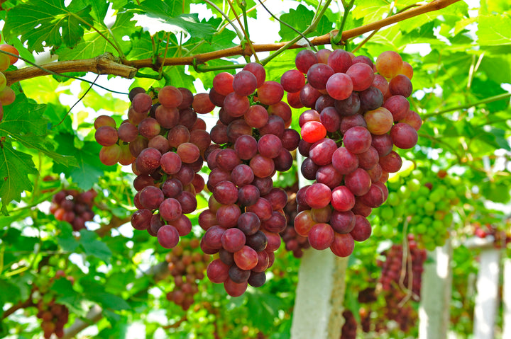 Flame Red Seedless Table Grape Vine - 5 Gallon