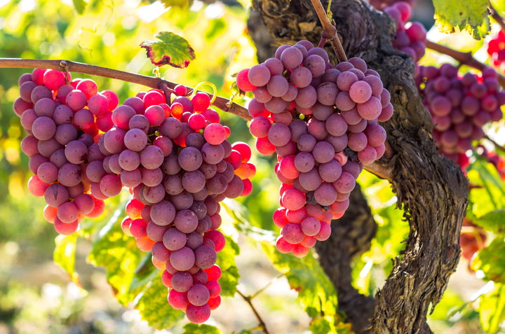 Flame Red Seedless Table Grape Vine - 5 Gallon