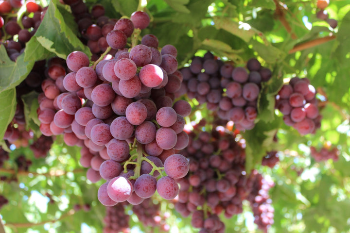 Flame Red Seedless Table Grape Vine - 5 Gallon