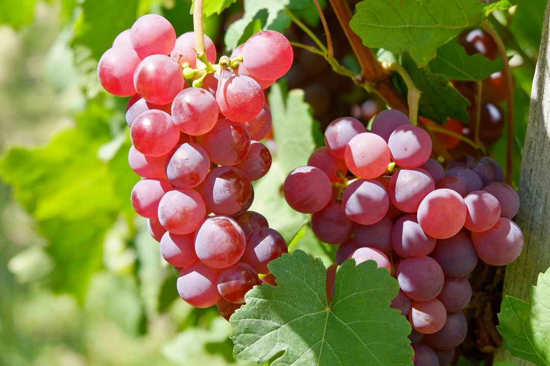 Flame Red Seedless Table Grape Vine - 5 Gallon