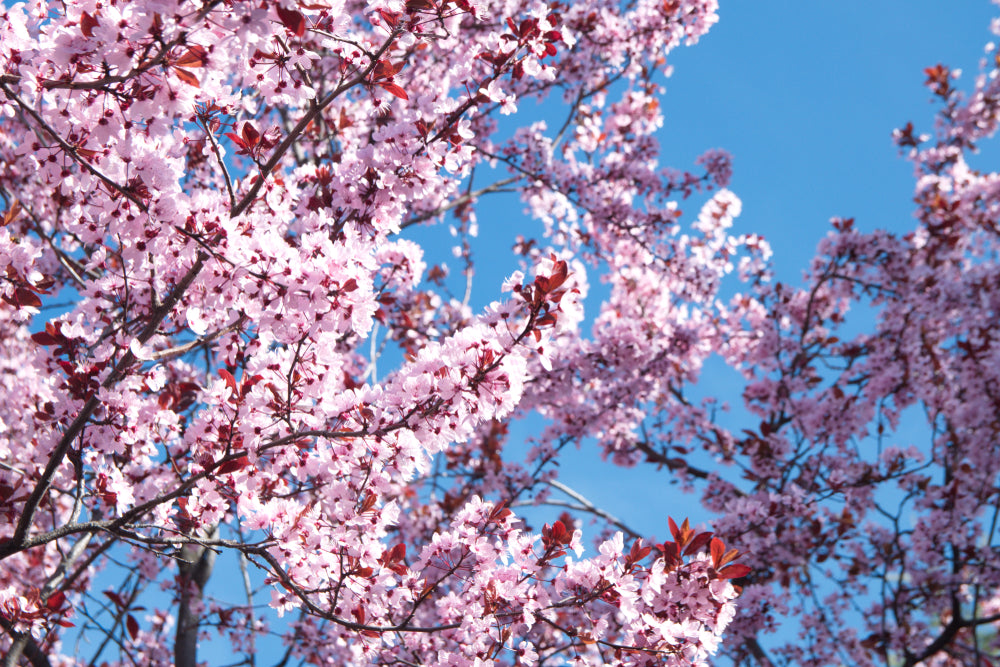 Flowering Plum Tree