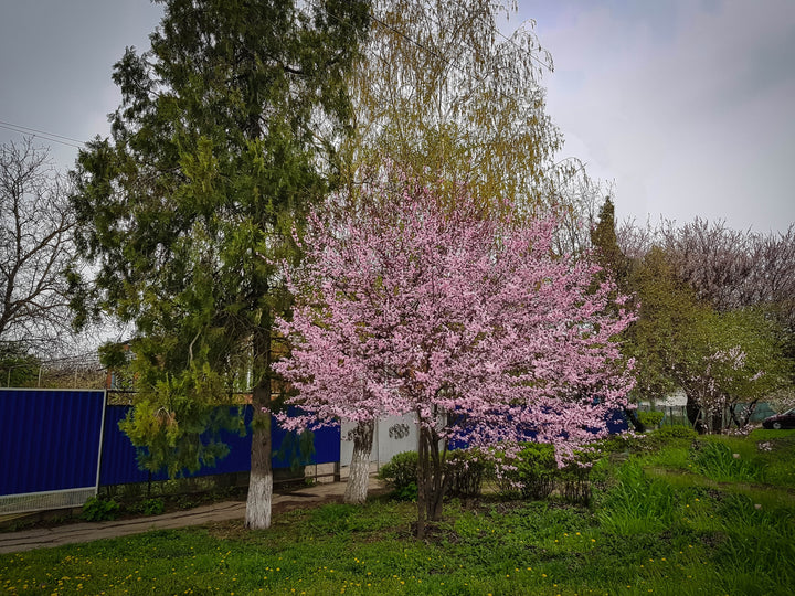 Flowering Plum Tree