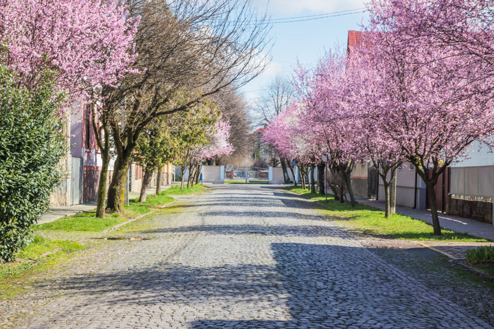 Flowering Plum Tree