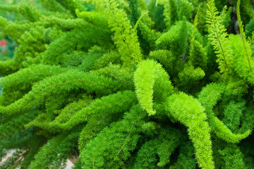 Foxtail Asparagus Fern Plant