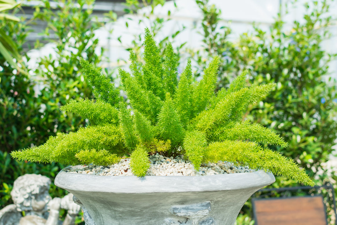 Foxtail Asparagus Fern
