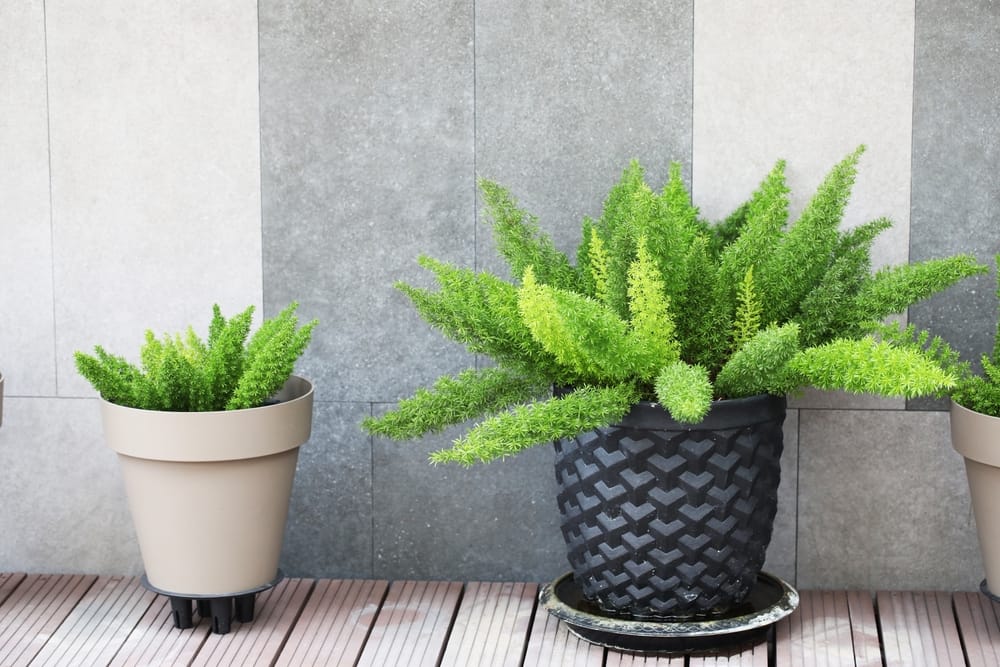 foxtail fern indoor plant Asparagus densiflorus 'Meyers' (A. meyeri) Myers Asparagus Fern - 5 Gallon