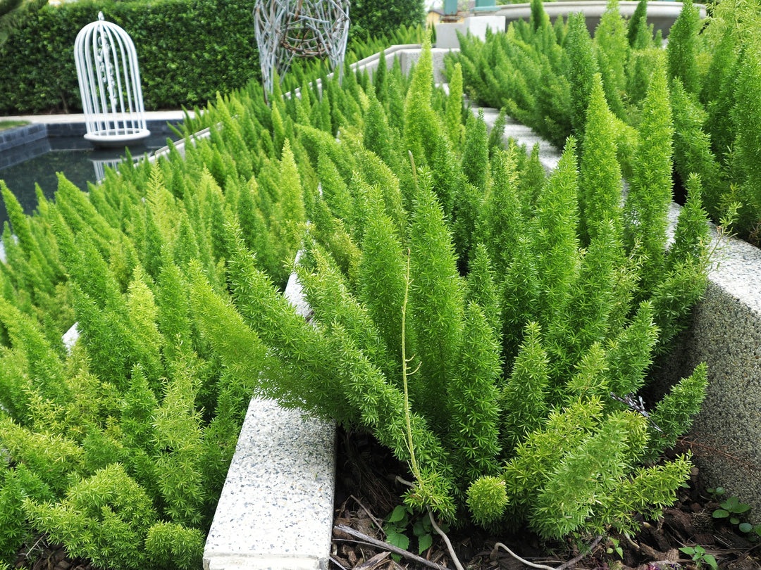 Foxtail Asparagus Fern