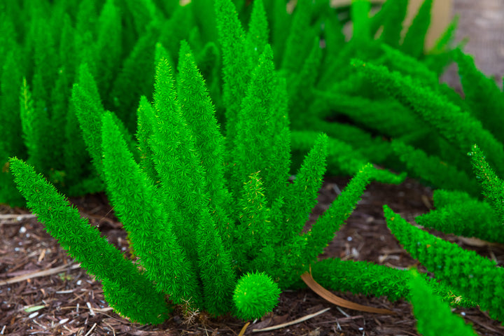 Foxtail Asparagus Fern