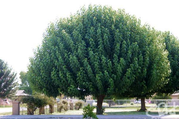 Morus alba 'Fruitless Mulberry'  - 24" Box Standard