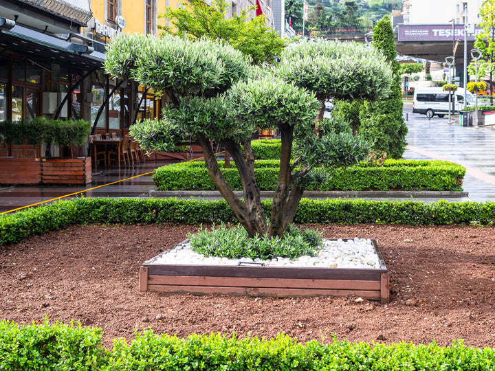Olea europaea 'Wilsonii' Fruitless Olive Tree
