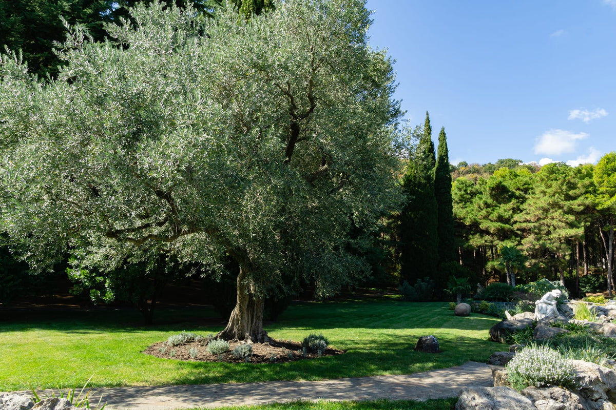 Fruitless Olive Tree for Sale | Olea Europaea Wilsonii