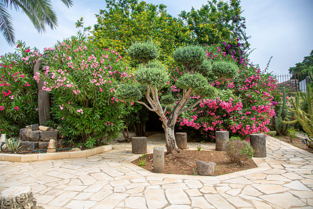 Olea europaea 'Wilsonii' Fruitless Olive Tree