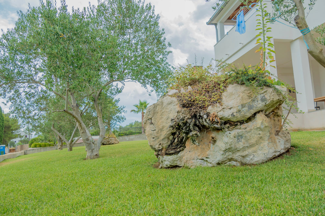 Olea europaea 'Wilsonii' Fruitless Olive Tree