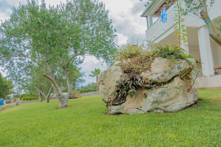 Olea europaea 'Wilsonii' Fruitless Olive Tree
