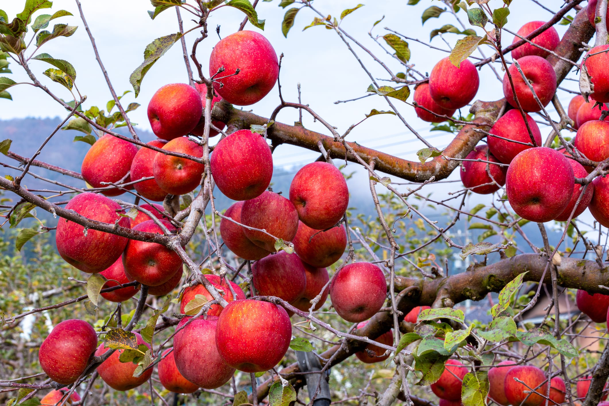 Fuji Apple Tree - 15 Gallon and 24