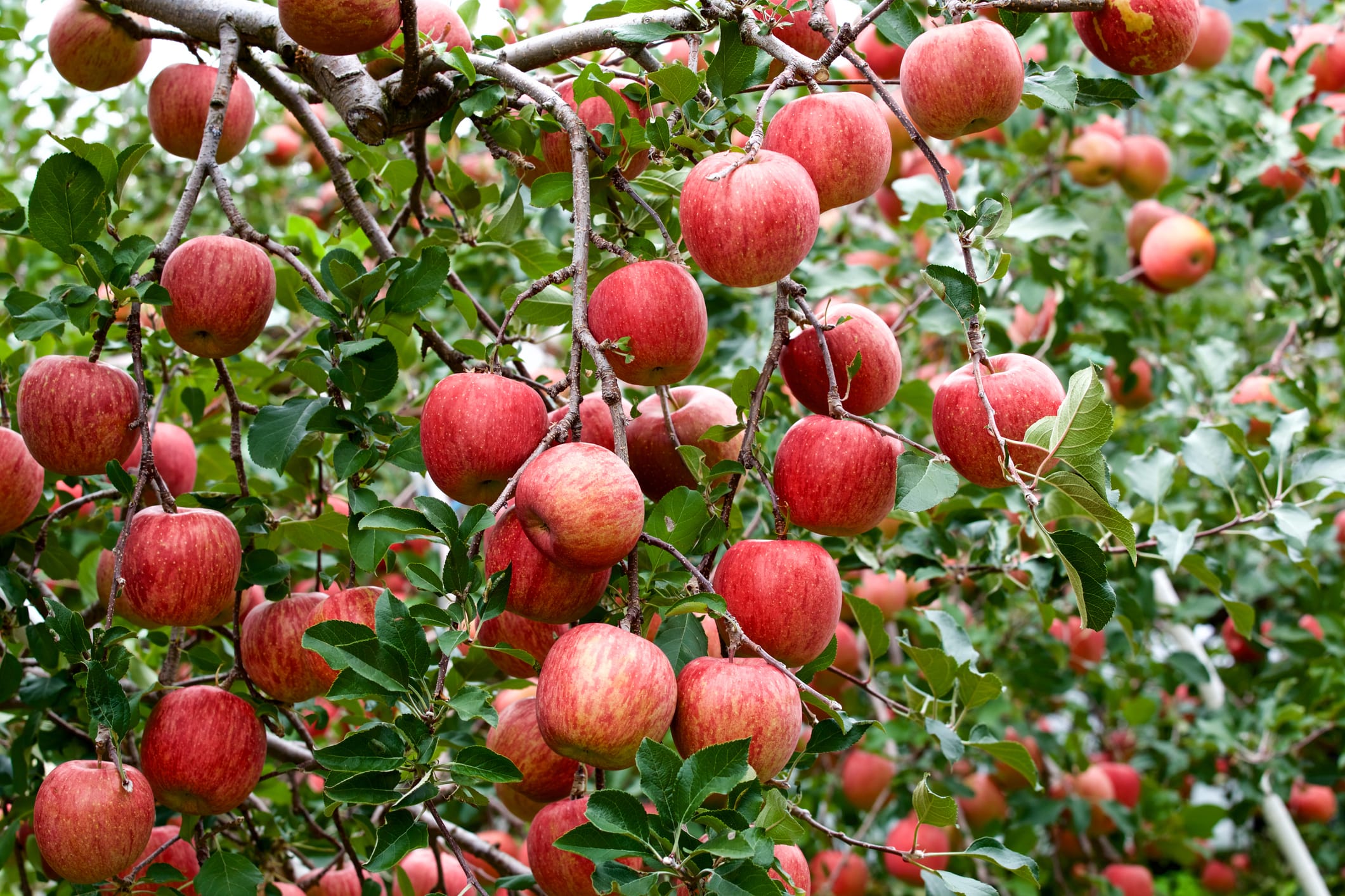 ★Apple /アップル Fuji Apple Tree - 15 Gallon and 24