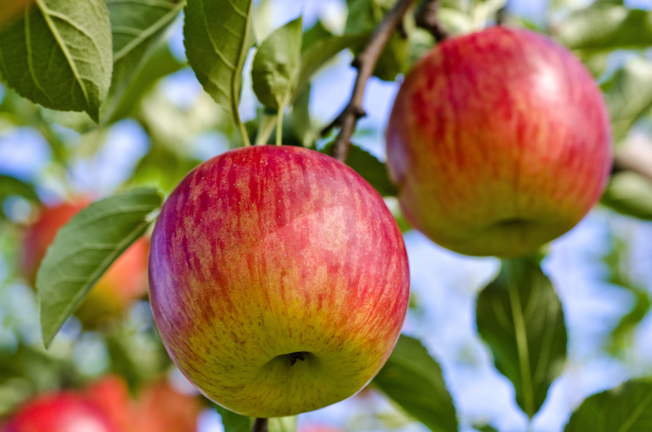Fuji Apple Tree - 15 Gallon and 24